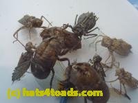 /home//u458753944/public_html/sourcegallery///Insects and small critters/silliness/P1050004.JPG